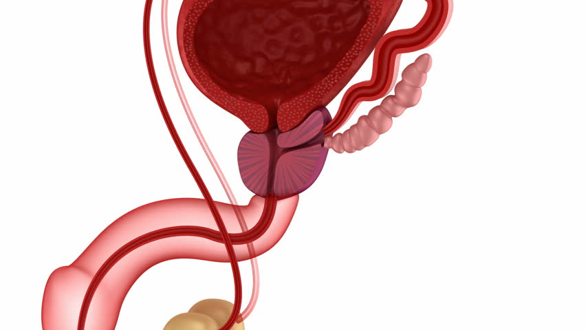 Male reproductive system.