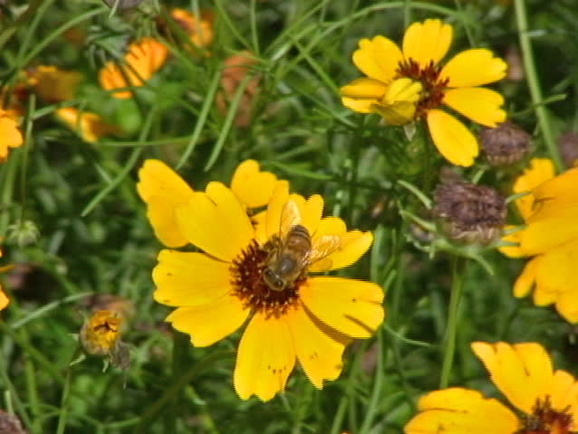 Video of a honey bee collecting nectar from a yellow wildflower. Central Texas spring time. Don Despain of Rekindle Photo