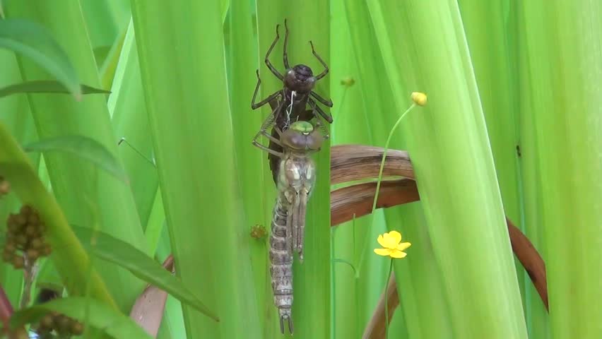 Aeshna (Aeshna cyanea)