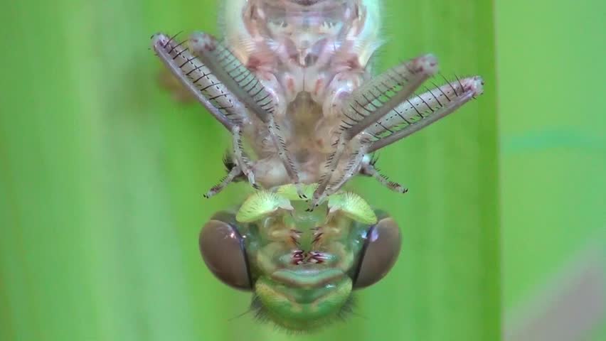 Aeshna (Aeshna cyanea)