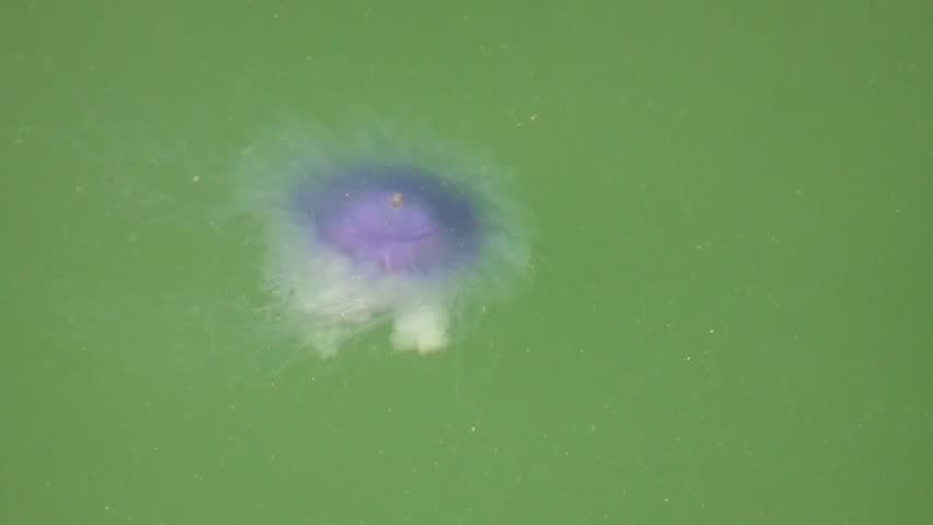 Jellyfish (Aurelia aurita)