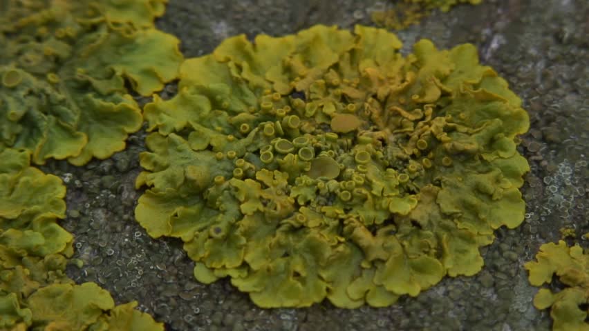 Yellow foliose lichen