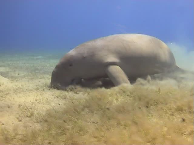 Incredible Dugong, Manatee, Sea-cow eating sea grass and swimming in the ocean