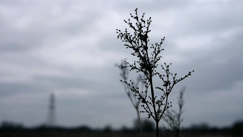 Desolate Scenery: Winter landscape with wild shrub and Electricity Pylon 