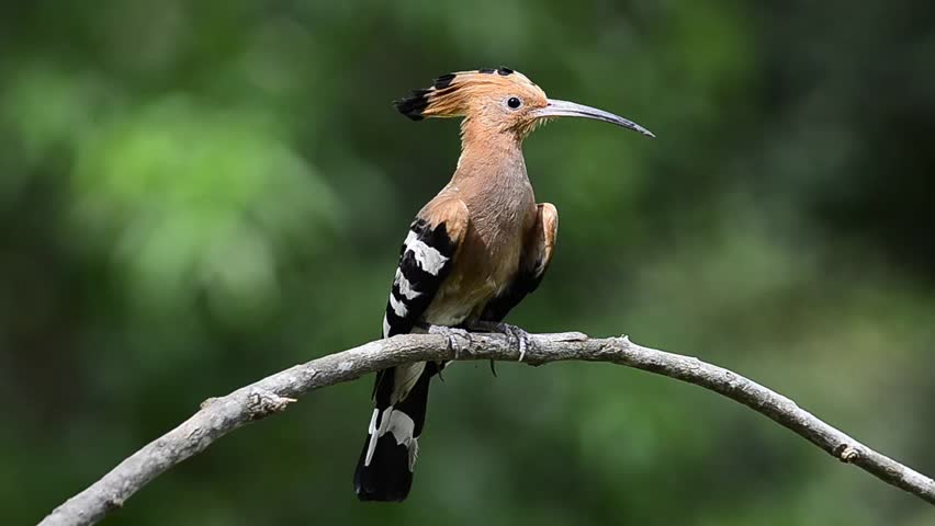 Common Hoopoe or Eurasian Hoopoe cleaning up his lips with sparkling water