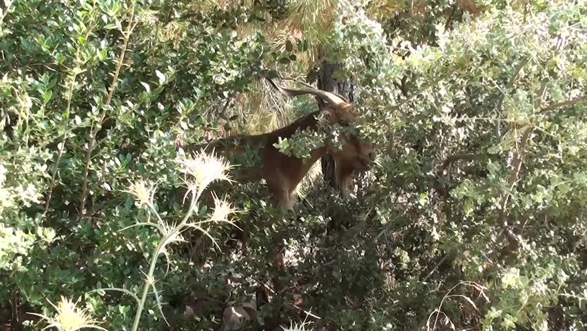 A goat feeding in the bushes, zoom in