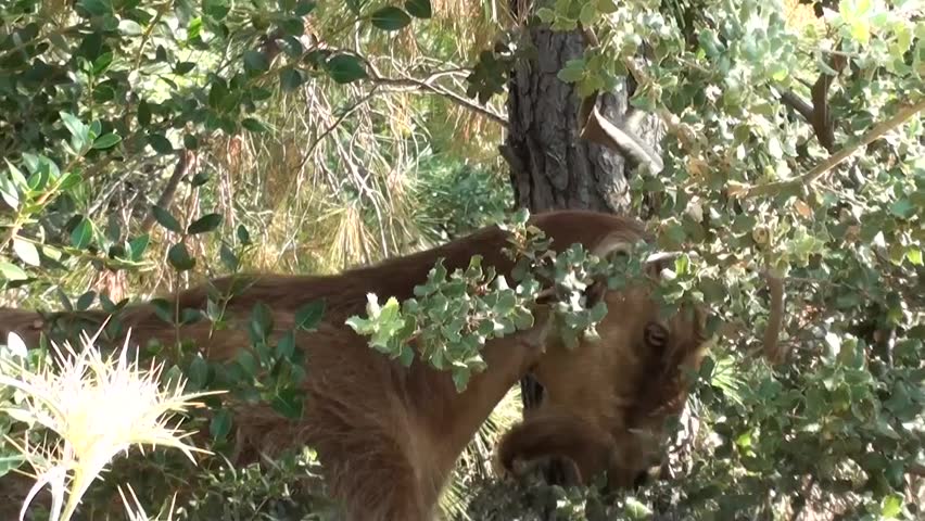 A goat feeding in the bushes, zoom out