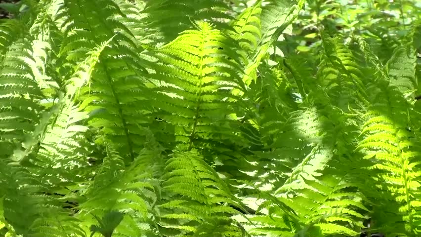 Fern (Dryopteris)