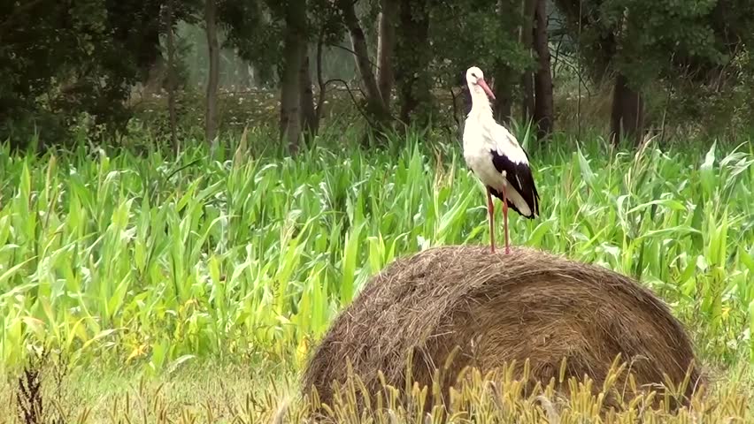 White Stork (Ciconia ciconia)