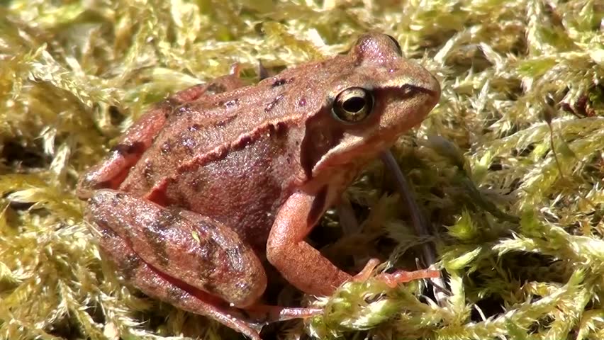 Common frog (Rana temporaria)