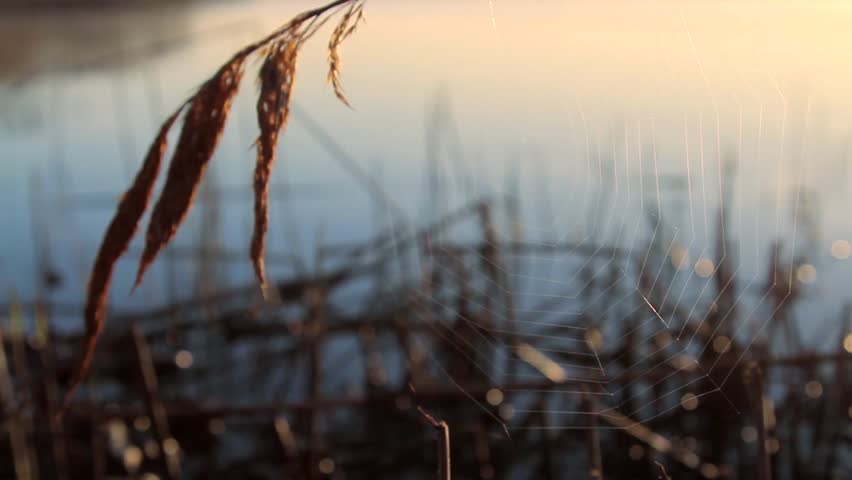 Swaying silk spider web over sparkling water surface. Black Sea coast, Burgas, Bulgaria.