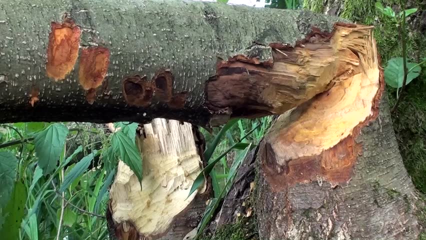 Beavers damage tree.  
