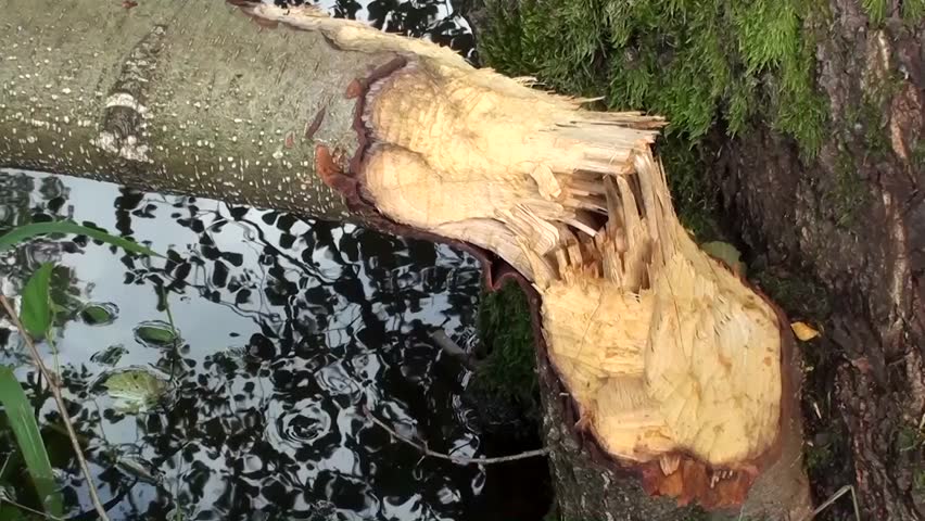 Marks showing where beaver gnawed on a tree
