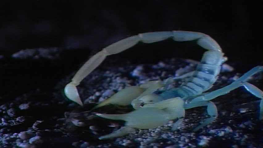 Sand scorpion