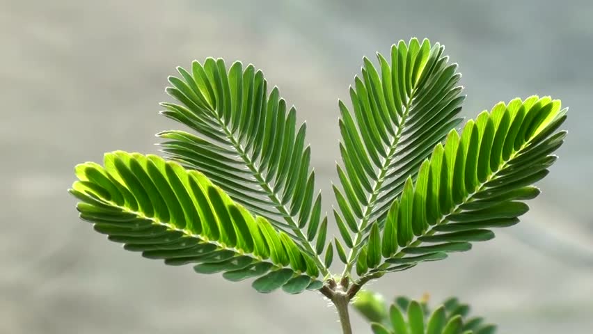 Mimosa (Mimosa pudica)
