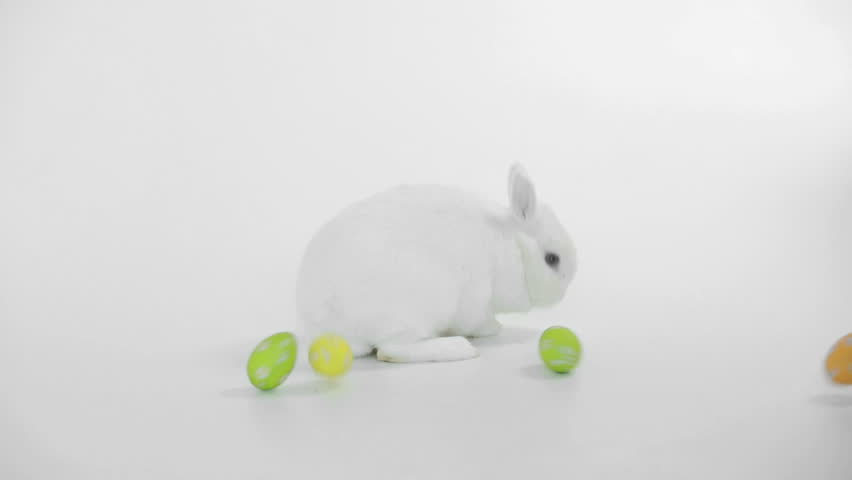 White rabbit with easter eggs rolling around on white background