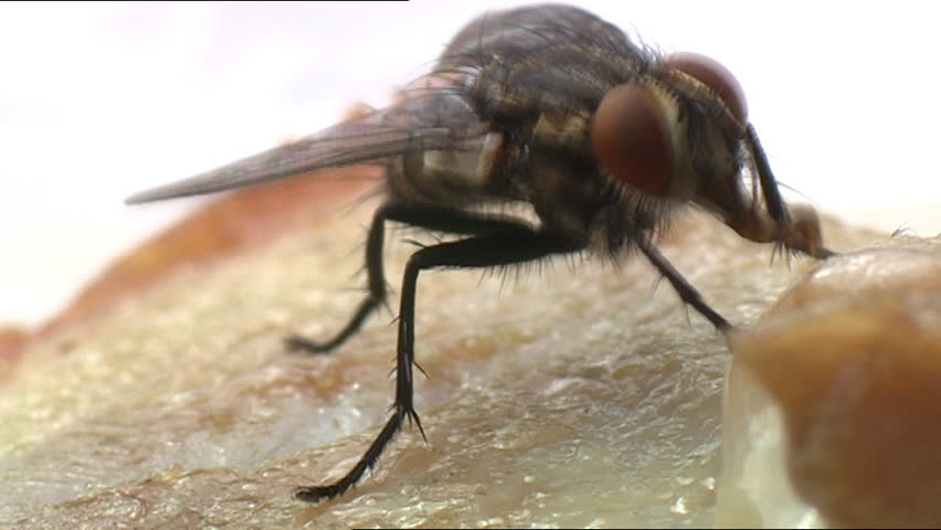 Flesh fly