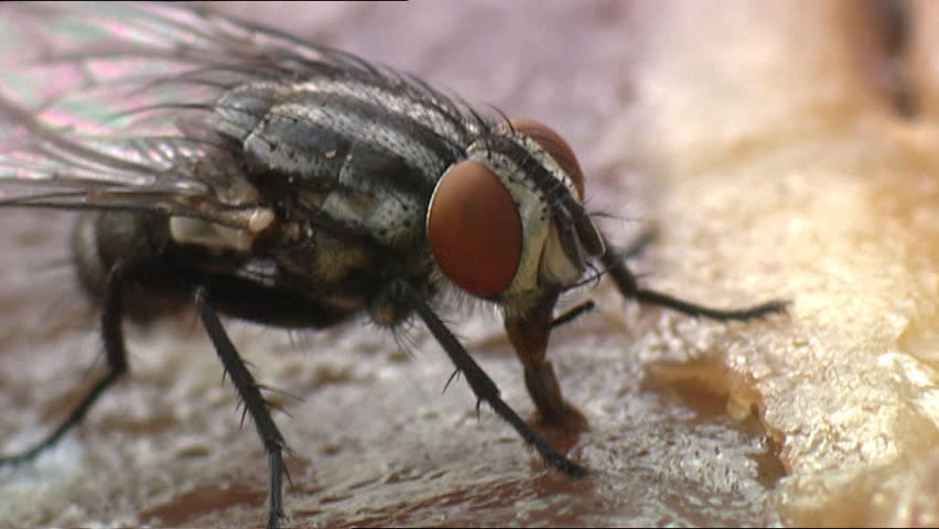 Flesh fly