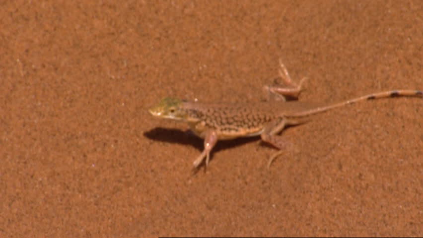 Sand lizard