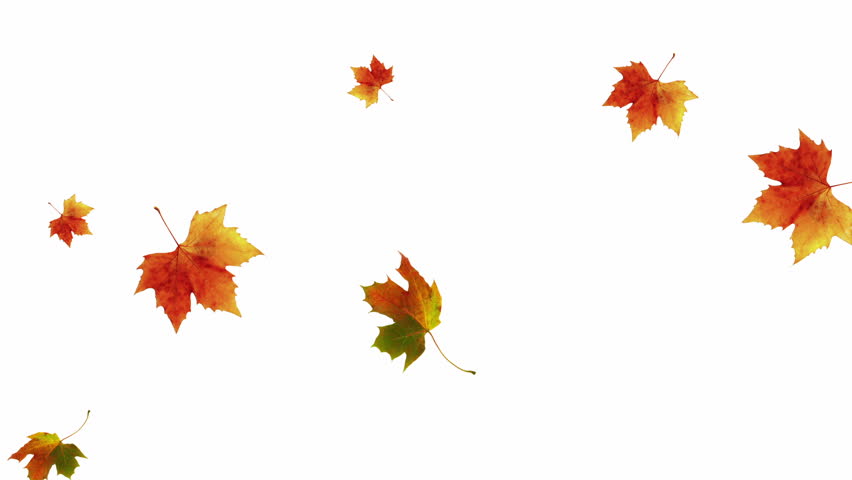 falling leaves on white background