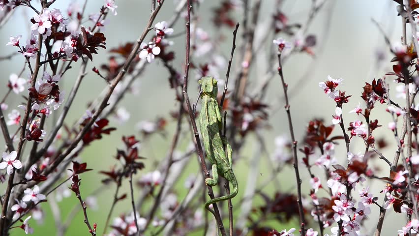 Chameleon on a plum brunch while hunting insects