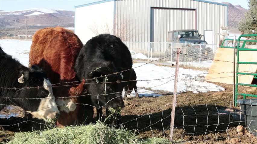 Cows baby calf feeding hay farm ranch. Farm ranch with newborn calf and cows eating hay during winter. Black Angus mixed breed cattle. Gentleman ranching operation for self sufficiency. 