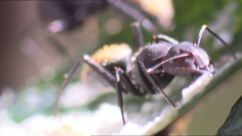 Ant eating leafbug secretions on leaf