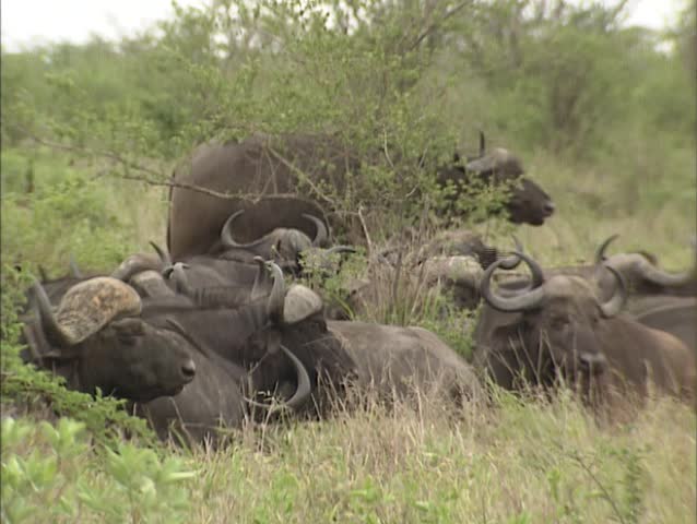 Cape buffalo herd, syncerus caffer ruminating between shrubs. Known in Africa as one of the âbig fiveâ, the African buffalo is extremely powerful and deadly