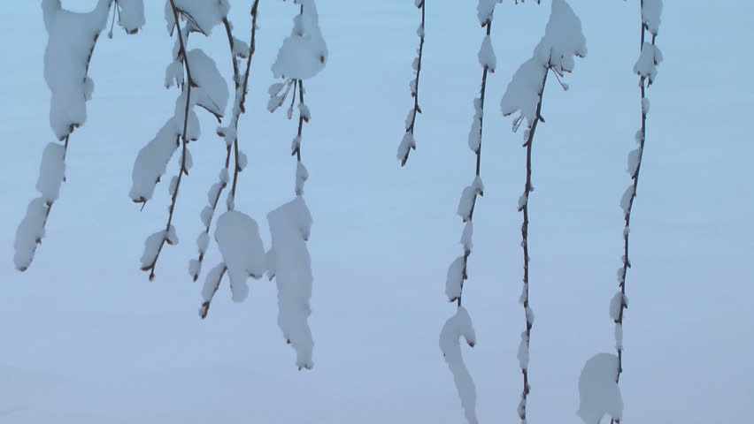 Short depth-of-field shot of hanging branches from a weeping crab apple tree, heavy with recent snow.  Very slight breeze causes slight motion.