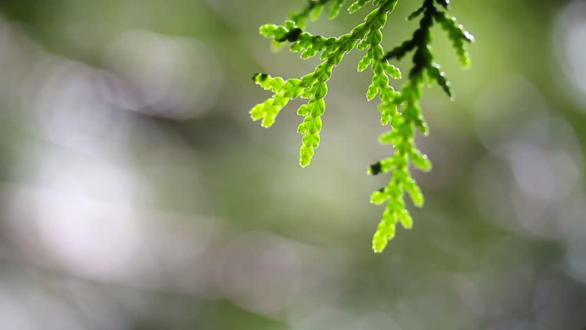 A juniper branch in the forest