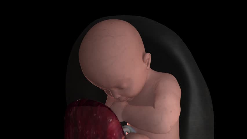 Perspex see through pregnant female abdomen belly showing third trimester placenta and baby sucking thumb in utero uterus black background