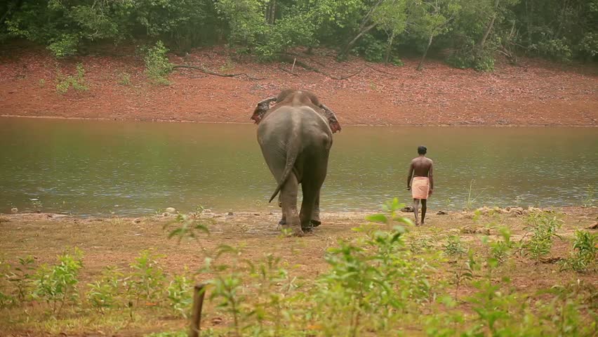 A man and his elephant 