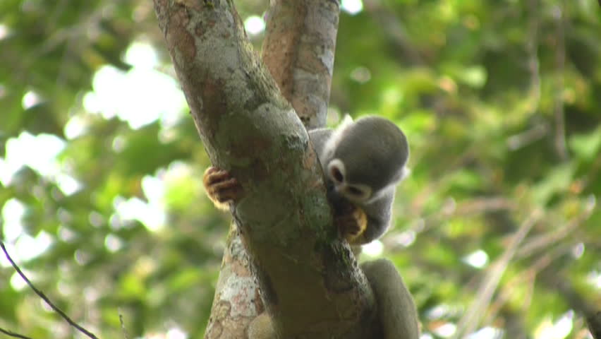 Squirrel monkey (Saimiri sciureus) in the wild