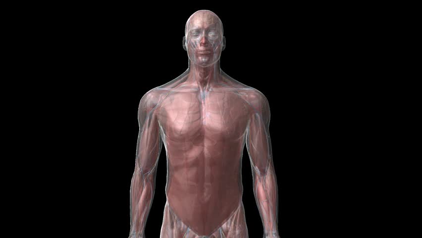 Zoom in to 3D cg human male close up of chest wall thorax see through to lungs and beating heart 