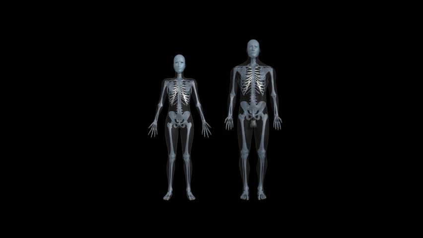 3D male and female skeleton comparison with see through skin overlay spinning revolving on axis