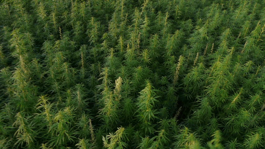 AERIAL: Marijuana field