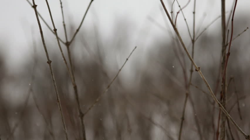 Rack focus: Tall prairie grass on a gently sloping hillside, with a row of trees in the background, on a snowy day. The rich browns of the grass and trees contrast starkly with the snow.