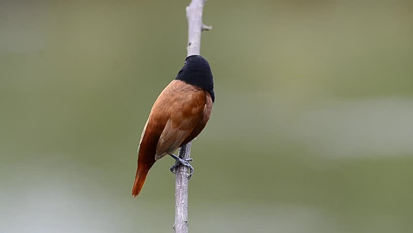Black-headed Munia perching on the branch with nice background, bird, Lonchula malacca