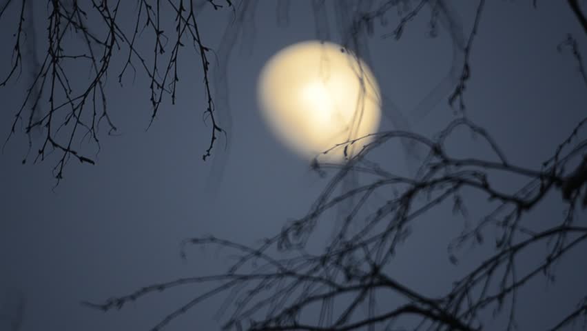 moon in the background tree branches