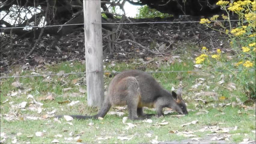 Wallabies at a National Park in New South Wales/Australia