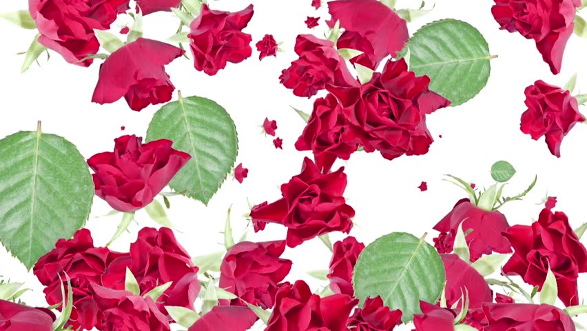 Rose; Roses; isolated; white; red; green; plants; flowers; nature; animated; animation; gravity; falling; fall; HD; Full HD; video; clip; blooms; blossoms; alpha; alpha video; alpha channel
