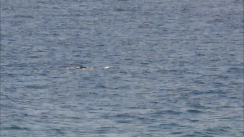 Humpback whales at Gold Coast in Queensland, Australia