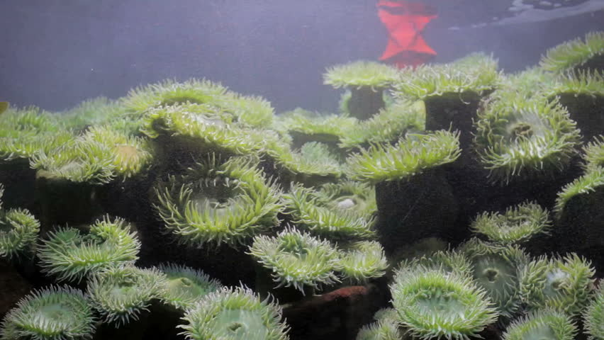 Tidal wave in tropical fish tank