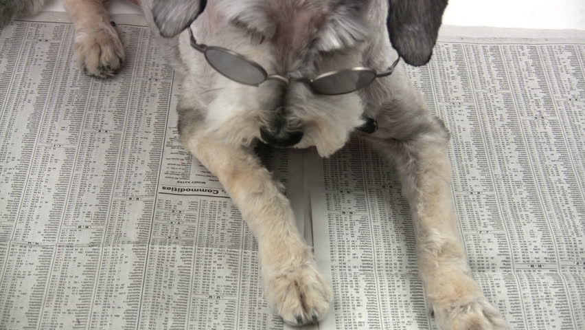 A dog reading the newspaper.