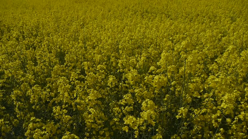 Yellow oilseed rape field. Alternative energy. 