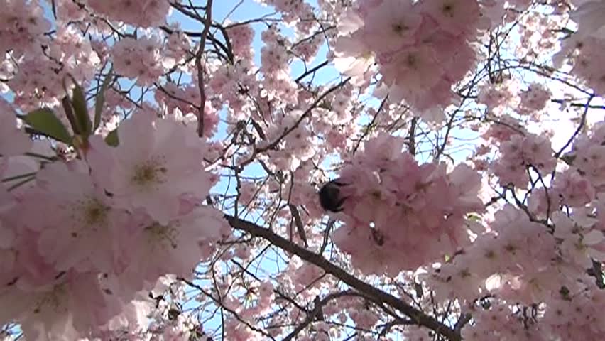 Bee in the flowers garden. Harwesting nectar. Bumblebee in the flowers.