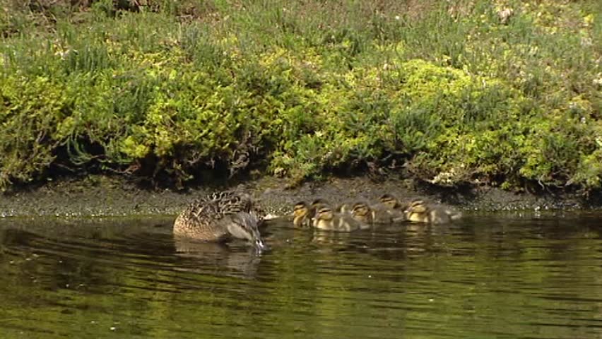 Wild Duck female mallard - anas platyrhynchos with ducklings in pond. Only the female incubates the eggs and takes care of the ducklings
