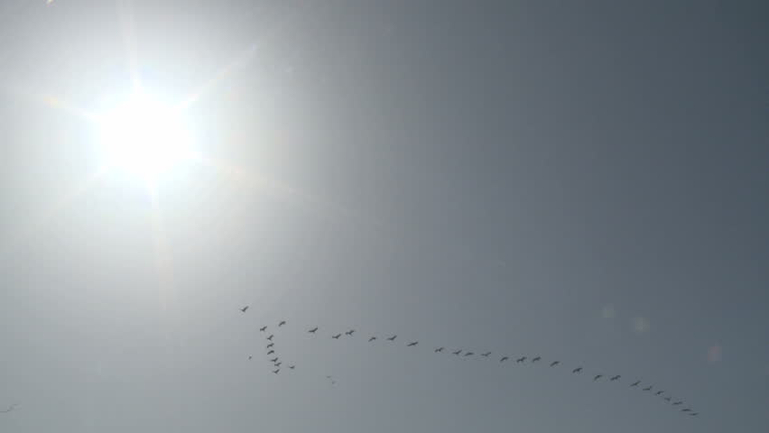  Cranes above the Hula valley, Upper Galilee in Israel. 