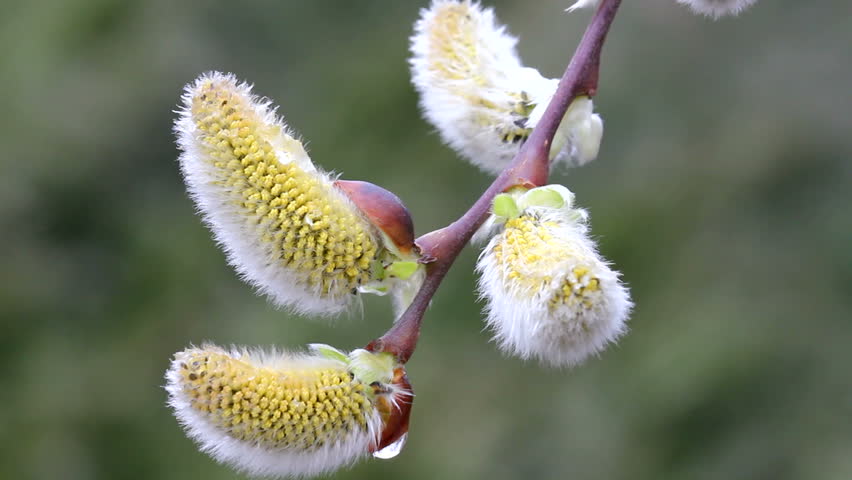 Willow branch