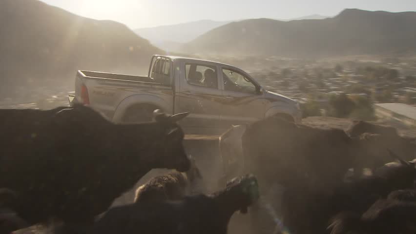 Faizabad, Afghanistan - November 7, 2010:  Two man driving their cattle down from the mountains into the city of Fayzabad/Afghanistan.